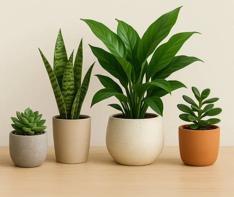 Indoor plants and outdoor plants available for fast delivery in UAE, perfect for home and garden decor