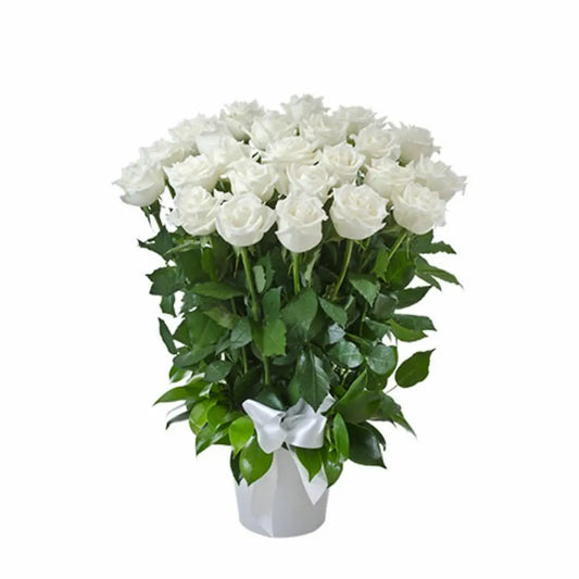 25 white rose with box - OnlineGifts