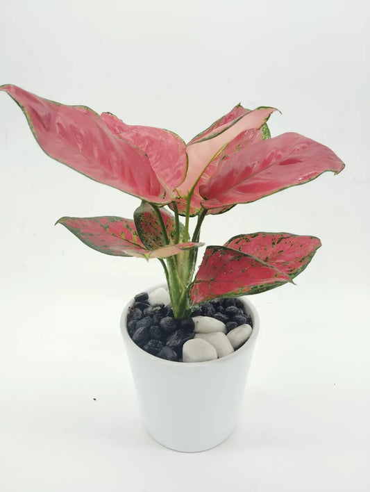 🌸 Aglaonema Pink – Stylish Indoor Plant in White Ceramic Pot (Delivery in UAE) - OnlineGifts