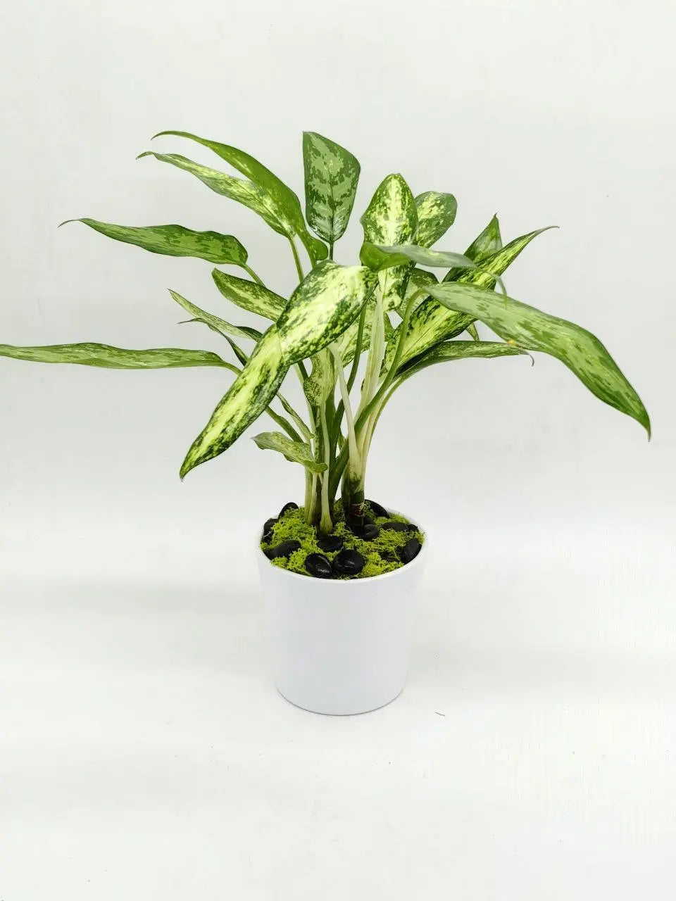 🌿 Aglaonema Posido Snow – Elegant Indoor Plant for Home & Office (Delivery in UAE) - OnlineGifts