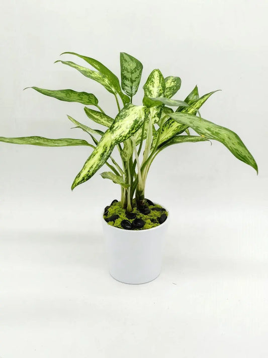 🌿 Aglaonema Posido Snow – Elegant Indoor Plant for Home & Office (Delivery in UAE) - OnlineGifts