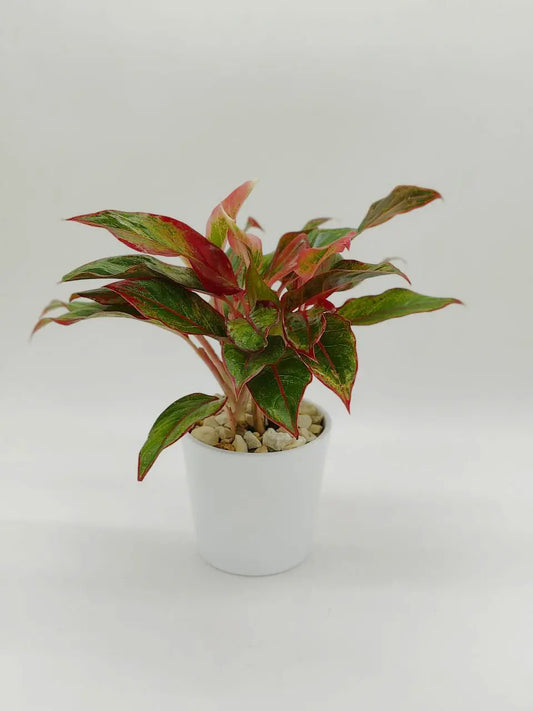 🌿 Aglaonema Red – Elegant Indoor Plant with Striking Foliage (Delivery in UAE) - OnlineGifts