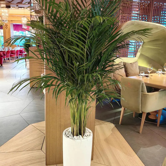 Areca Palm 200cm - OnlineGifts