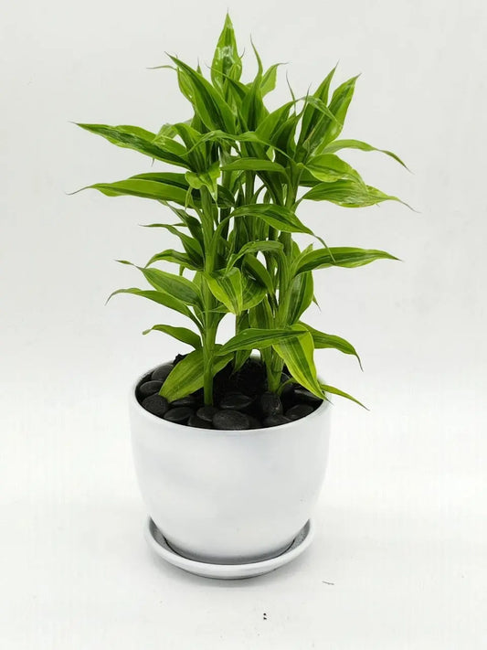 🌿 Dracaena Sanderiana Gold – Lucky Bamboo Indoor Plant (Delivery in UAE) - OnlineGifts