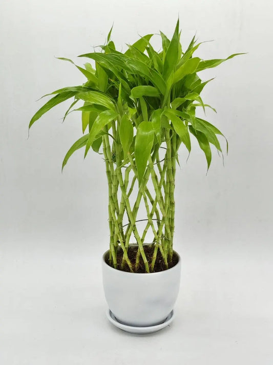 🌿 Dracaena Sanderiana Home Plant – Easy Indoor Greenery for UAE Homes &amp; Offices - OnlineGifts