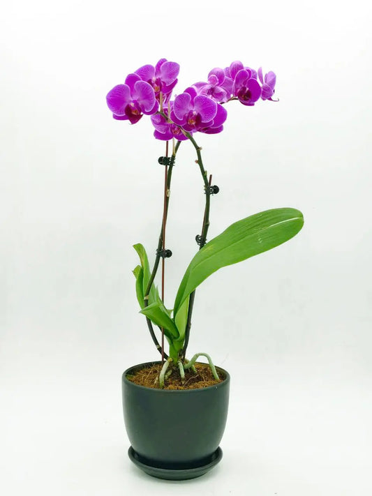 💜 Elegant Purple Orchid – Timeless Beauty in Bloom (Delivery in UAE) - OnlineGifts