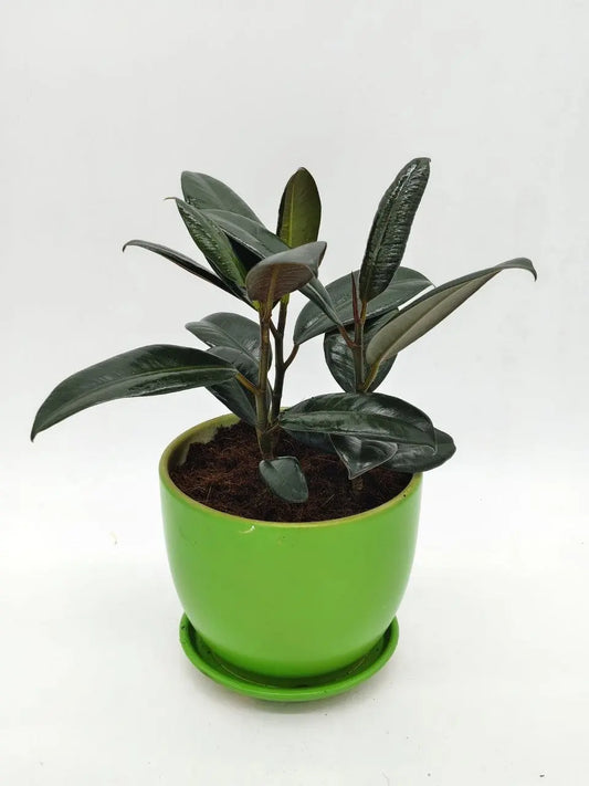 🌿 Ficus Elastica – Stylish Indoor Rubber Plant in Ceramic Pot (Low - Maintenance | UAE Delivery) - OnlineGifts