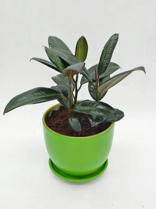 🌿 Ficus Elastica – Stylish Indoor Rubber Plant in Ceramic Pot (Low - Maintenance | UAE Delivery) - OnlineGifts