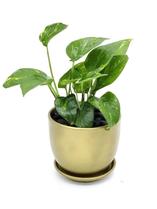 🌿 Indoor Fresh Money Plant – Air - Purifying Indoor Greenery (Delivery in UAE) - OnlineGifts