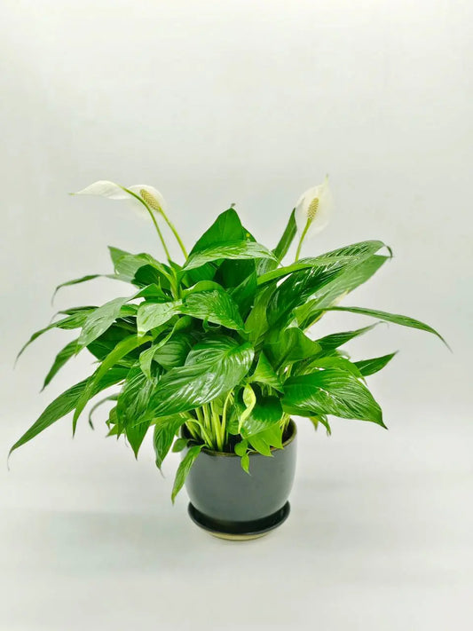 🌿 Peace Lily – Pure Elegance & Natural Air Purifier (Delivery in UAE) - OnlineGifts