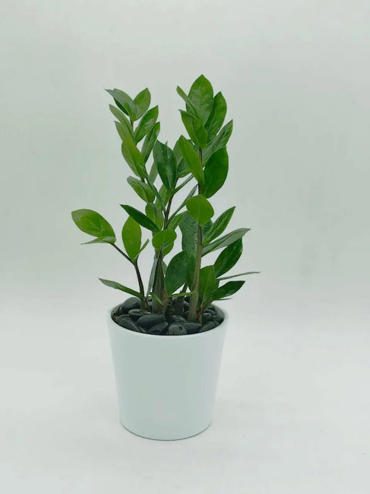 🌿 Peperomia – Compact Charm with Lush Green Foliage (Delivery in UAE) - OnlineGifts