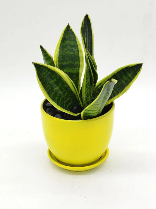 🌿 Sansevieria Trifasciata – Snake Plant for Home & Office Décor (Delivery in UAE) - OnlineGifts