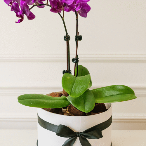 Purple Orchid Plant Arrangement – Double Orchid Gift in UAE