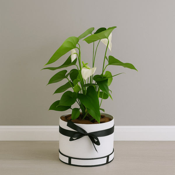 Elegant White Anthurium Plant – Low Maintenance Indoor Gift in UAE