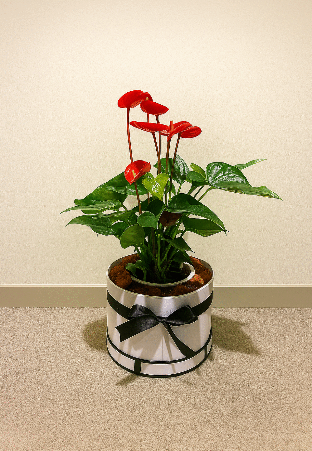 Red Anthurium Plant – Long-Lasting Indoor Plant Gift in UAE