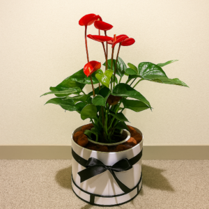 Red-Anthurium-Plant-Indoor-Water-Plant-Gift-UAE