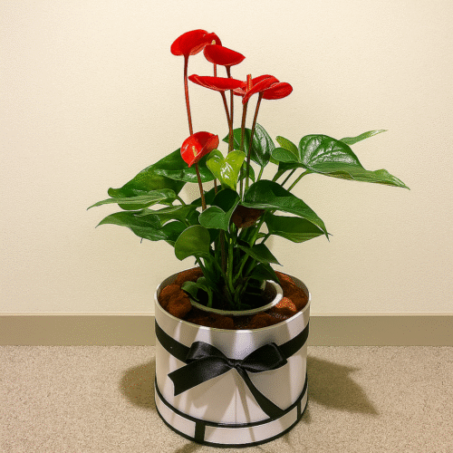 Red Anthurium Plant – Long-Lasting Indoor Plant Gift in UAE