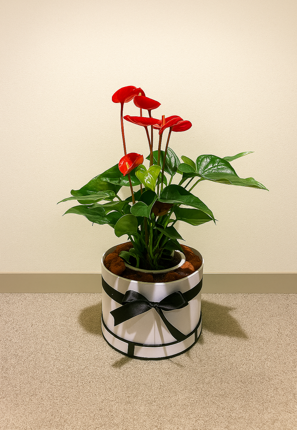 Red-Anthurium-Plant-Indoor-Water-Plant-Gift-UAE