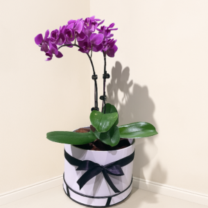 Purple-Orchid-Plant-Arrangement-Double-Orchid-Gift-Dubai-UAE