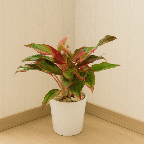 Aglaonema Red – Elegant Indoor Plant with Striking Foliage (Delivery in UAE)