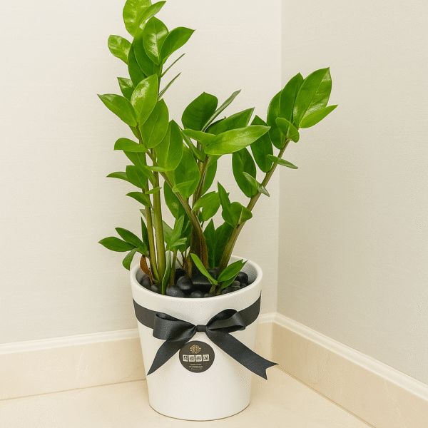 Peperomia (ZZ plant) – Compact Charm with Lush Green Foliage (Delivery in UAE)