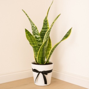 Snake plant - Air-Purifying Indoor Plant for Sale in UAE