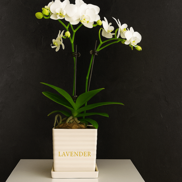 Phalaenopsis Orchid Plant with Flowers