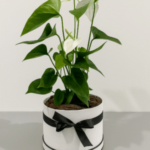 White-Anthurium-Indoor-Plant-Minimalist-Gift-UAE.