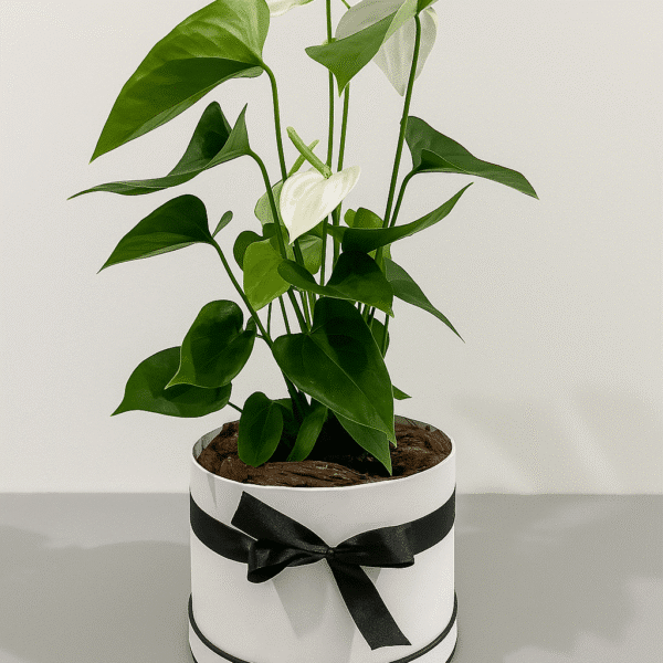 White-Anthurium-Indoor-Plant-Minimalist-Gift-UAE.