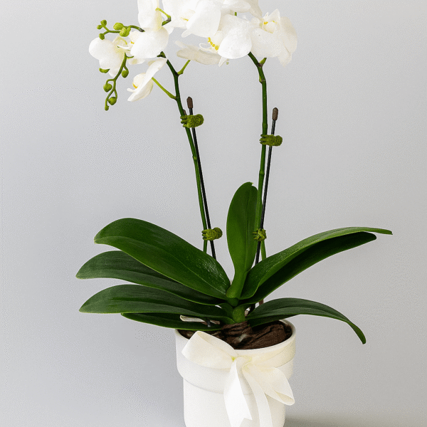Double-Stem-Orchid-UAE-White-Phalaenopsis-Plant-50cm-Gift