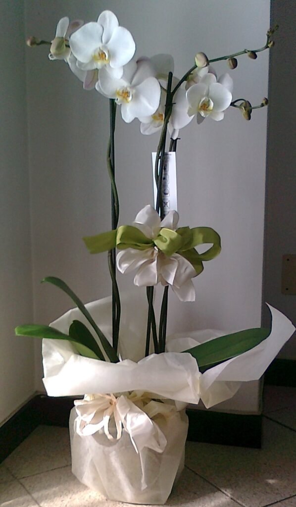 Plant Gifts