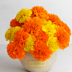 Festive Marigold Arrangement | 19 Yellow & Orange Short Stems in Porcelain Pot