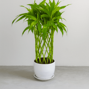 Lucky-Bamboo-Plant-Indoor-Feng-Shui-Prosperity-Gift-UAE
