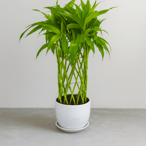 Lucky-Bamboo-Plant-Indoor-Feng-Shui-Prosperity-Gift-UAE