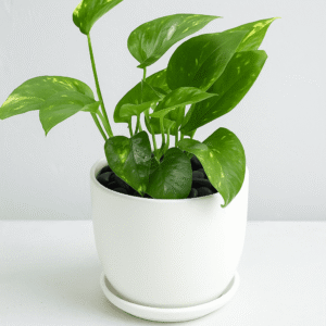 Money-Plant-Indoor-Air-Purifier-Feng-Shui-Prosperity-UAE