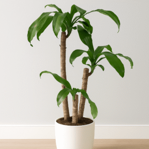 Dracaena-Massangeana-Tall-Air-Purifying-Indoor-Plant-Office-UAE