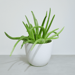 Aloe-Vera-Plant-Nature-Healing-Air-Purifying-Indoor-Plant-UAE