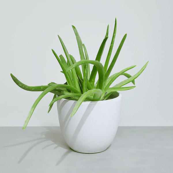 Aloe-Vera-Plant-Nature-Healing-Air-Purifying-Indoor-Plant-UAE