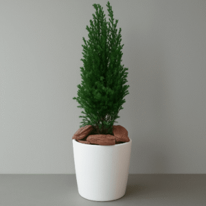 Real-Mini-Christmas-Tree-UAE-Euro-Cypress-Potted