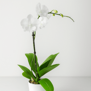 White Phalaenopsis orchid plant 60cm long stem in pot for gift delivery UAE