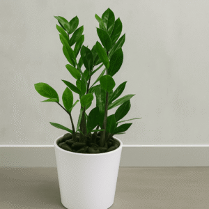 ZZ-Plant-Indoor-Low-Light-Air-Purifier-UAE.