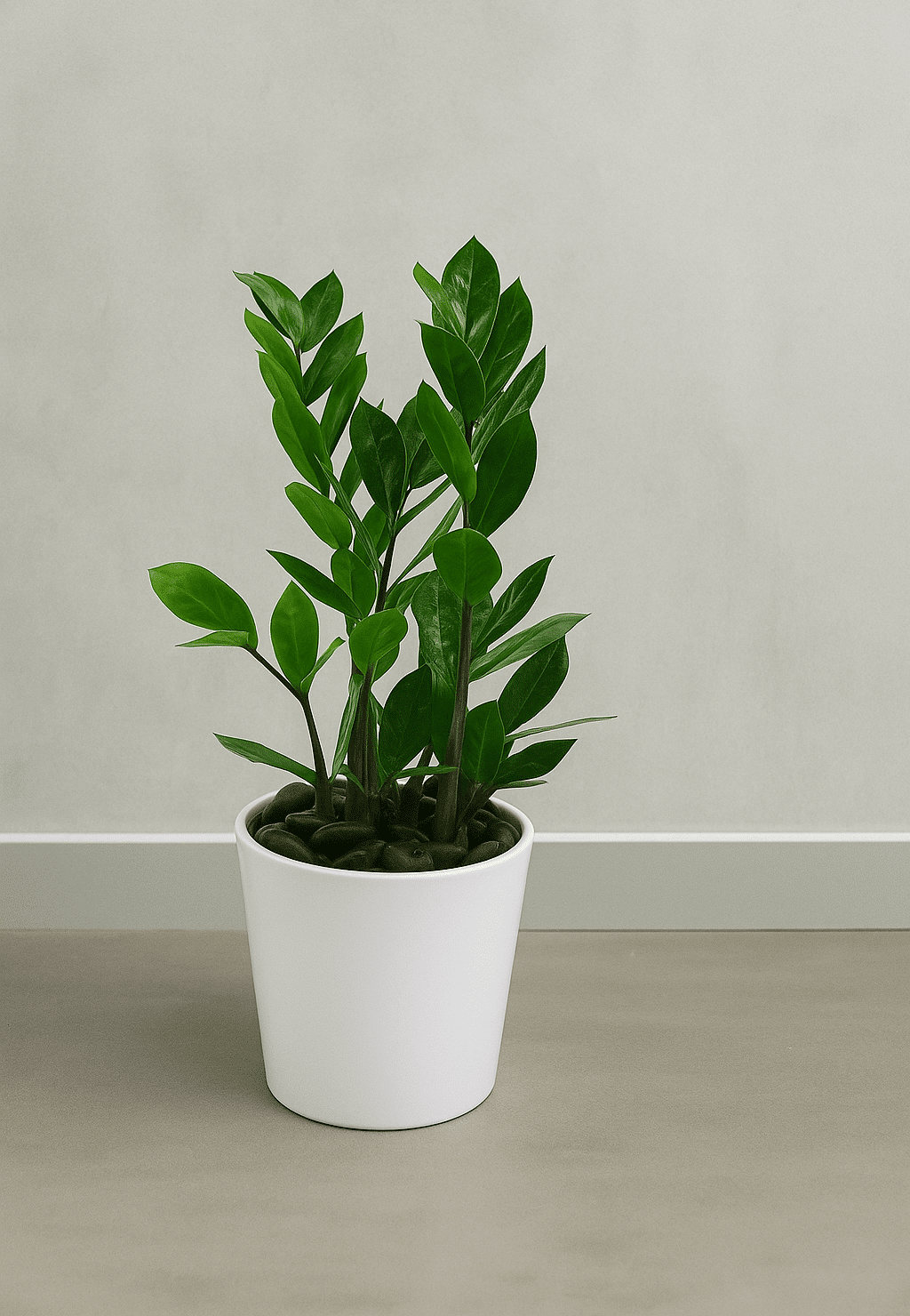 ZZ-Plant-Indoor-Low-Light-Air-Purifier-UAE.